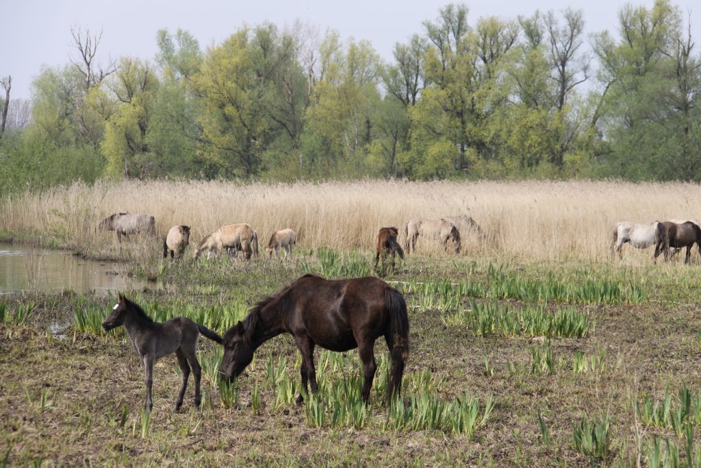 1e Najaarswandeling NS-wandeling via Blauwe Kamer over Grebbeberg naar Rhenen 15 km