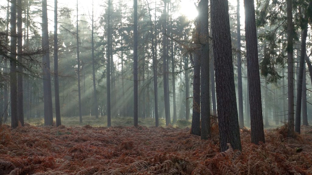 Midzomerwandeling 1e etappe Heuvelrug Hike Huizen-Lage Vuursche, 15 km