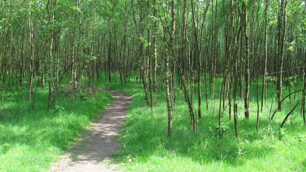 NS wandeling Waterlinie Houten Castellum – Culemborg – 28-06-2025