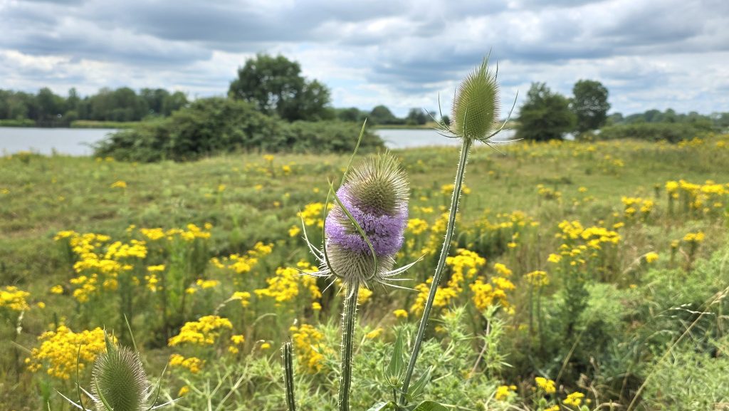 Verslag NS Waterliniewandeling Houten Castellum &#8211; Culemborg &#8211; 28-06-2025