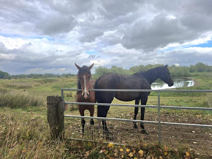 Wandeling Rhenen, Blauwe Kamer en Grebbeberg – 07-09-2025