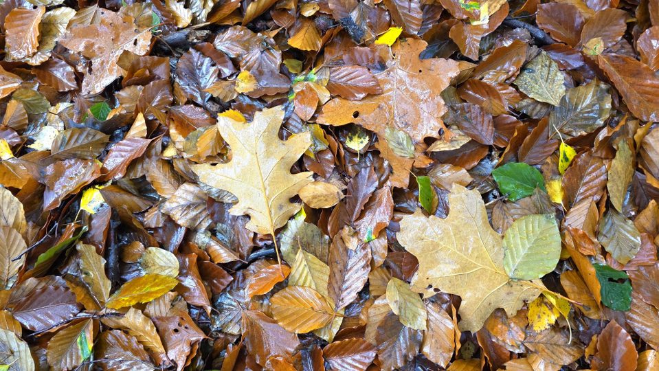 Wandelverslag Trage Tocht Amerongen Zuylestein – 25-10-2025