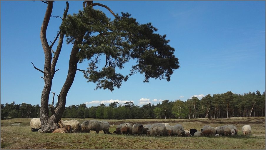 Wandeling – De Traagste Tocht van Driebergen naar Den Dolder (17 km)