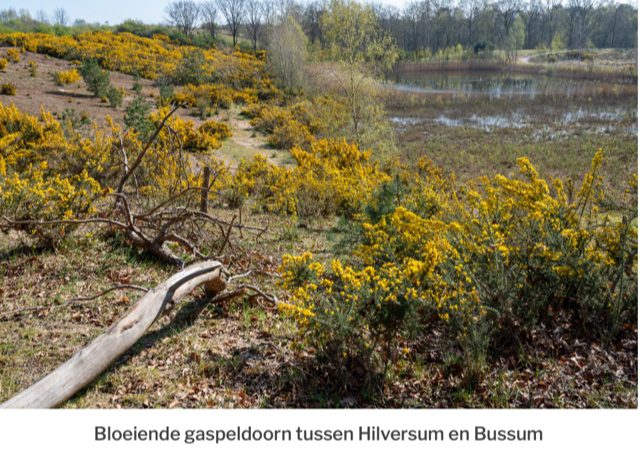 Kerstwandeling Hollandsche Rading – Baarn 20-12-2025