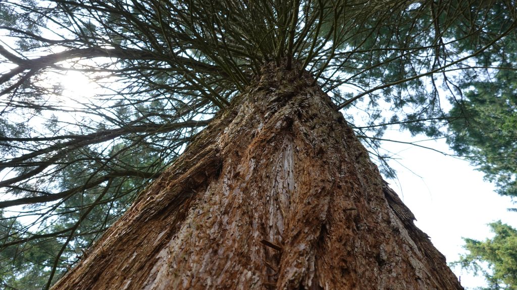Samen op pad: natuur en cultuur snuiven – Nationaal Bomenmuseum Doorn