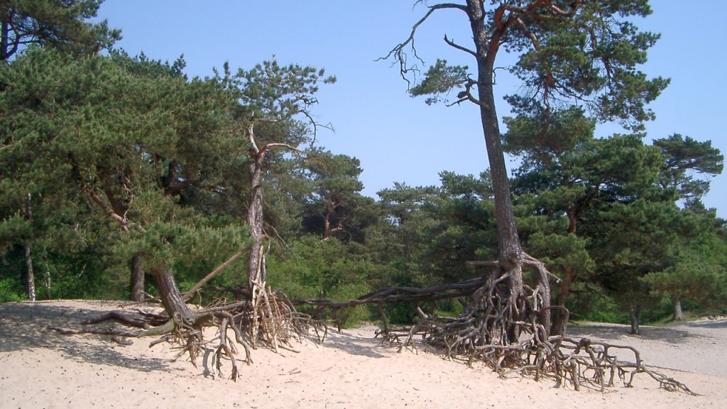 Nivonwandeling zaterdag 21 februari 2026 – 3e zaterdag van februari!