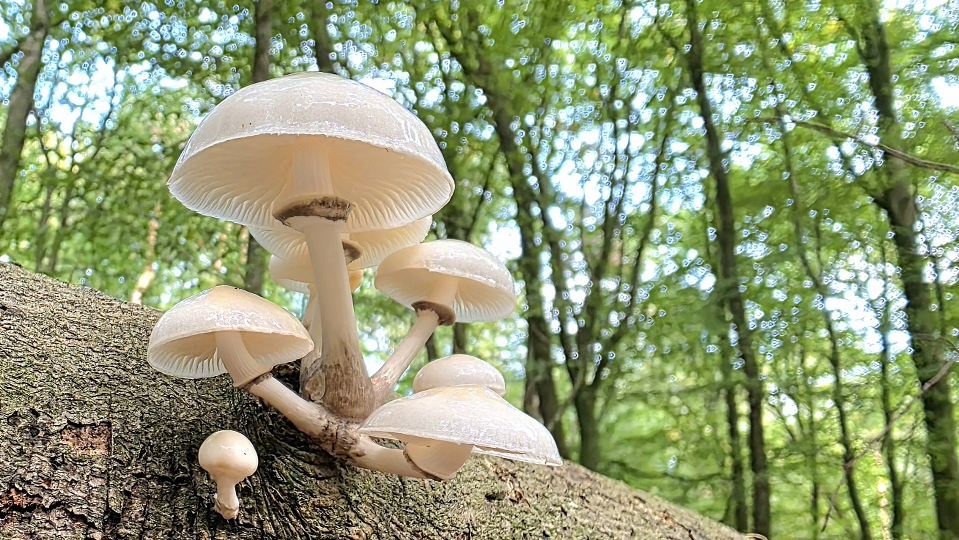 Wandelverslag van de 1e zaterdagwandeling 26 september 2026