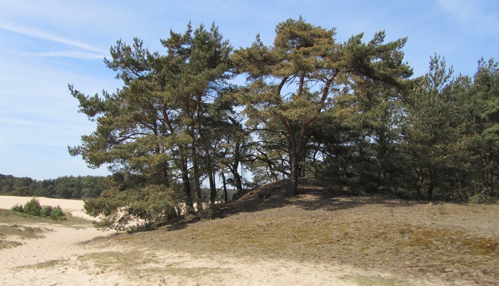 Wandeling Molenbeekse Klompenpad rondom Wolfheze (17 km)